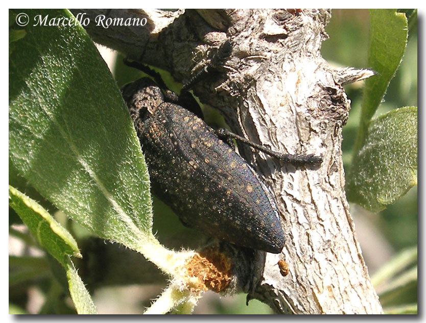 Il biancospino (Crataegus sp.) delle Capnodis